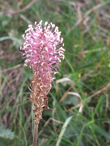 Hoary Plantain