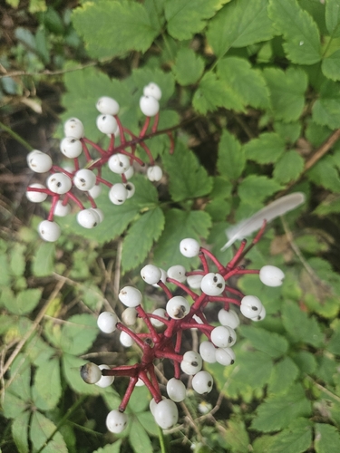 white baneberry