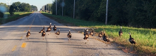 Wild Turkey