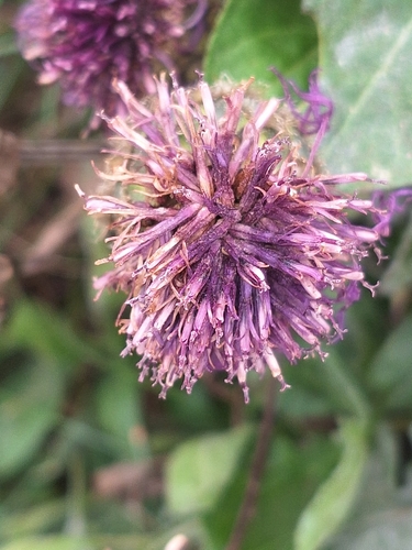 Greater Knapweed