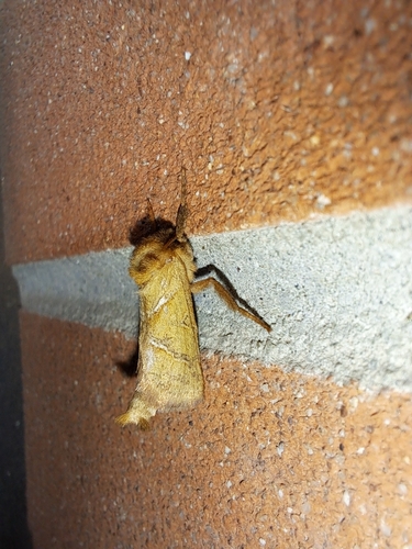 Orange Swift