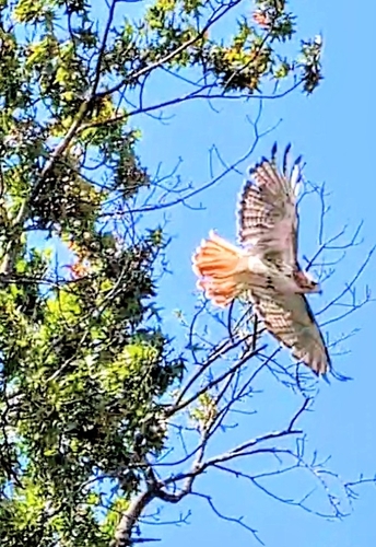 Red-tailed Hawk