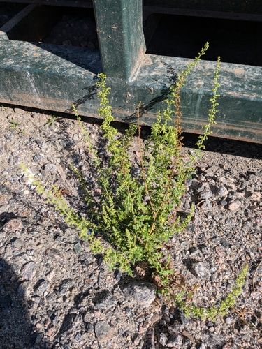 Jerusalem oak