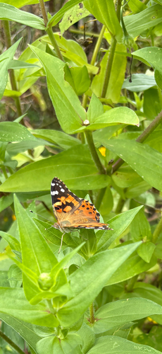 Painted Lady
