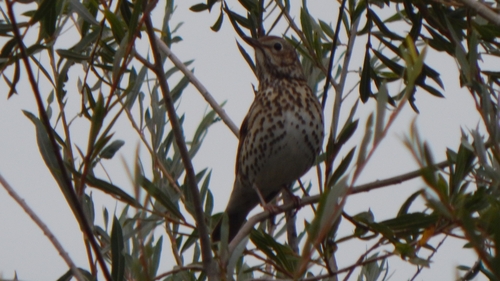 Song Thrush