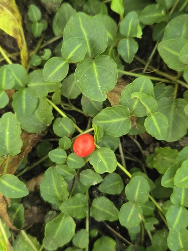 partridgeberry
