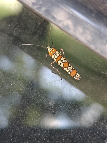 Ailanthus Webworm Moth