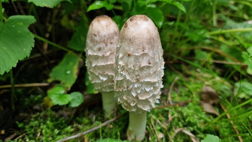 Shaggy Mane