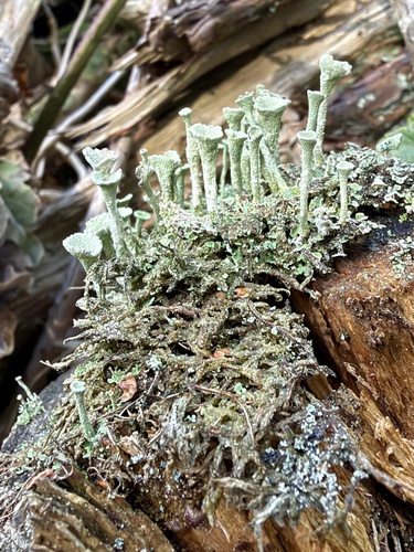 Trumpet Lichen