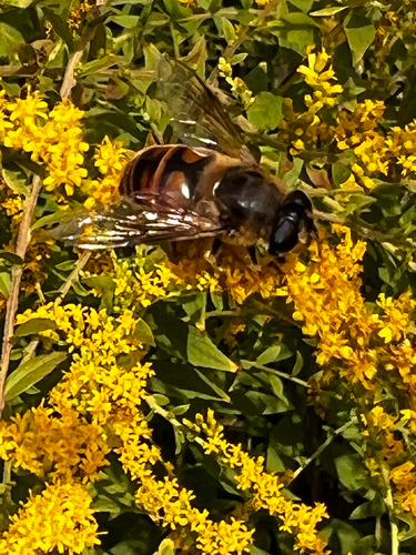 Common Drone Fly
