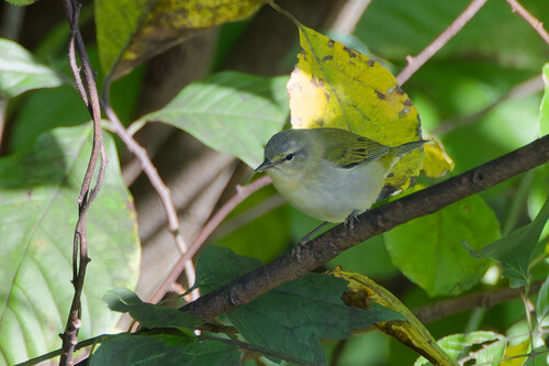 Tennessee Warbler