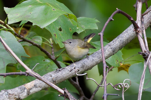 American Redstart