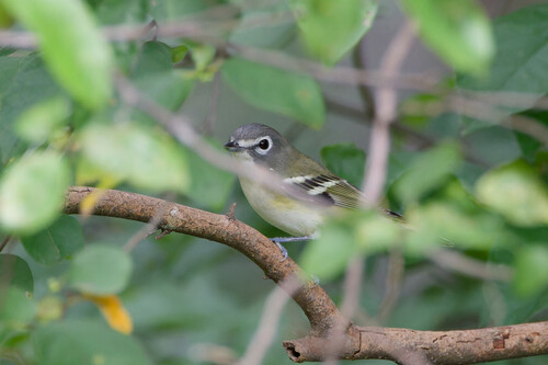 Blue-headed Vireo