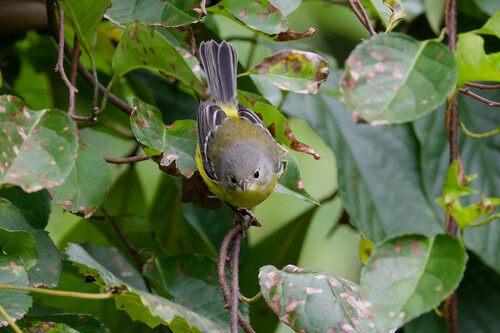 Magnolia Warbler