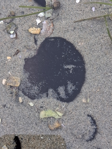 Eccentric Sand Dollar
