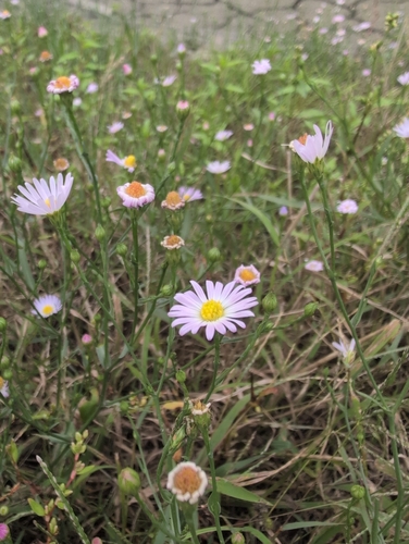 southern annual saltmarsh aster