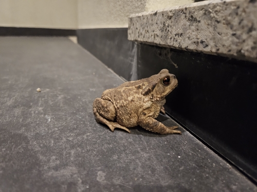 Spiny Toad