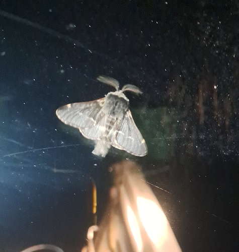 December Moth