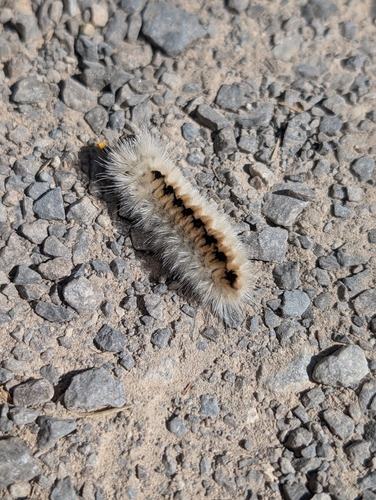 Hickory Tussock Moth