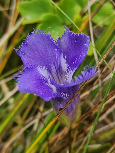 greater fringed gentian