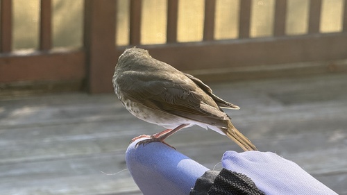 Hermit Thrush