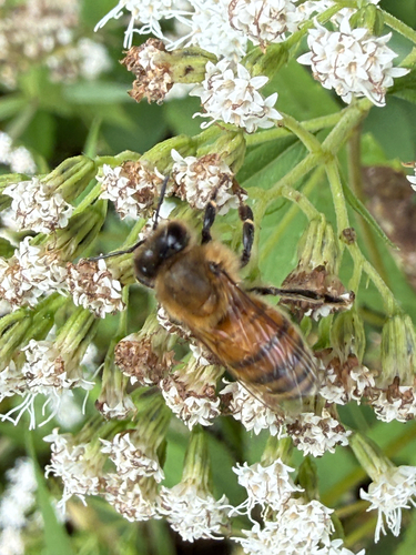 Western Honey Bee