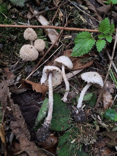 Pulverolepiota pulverulenta