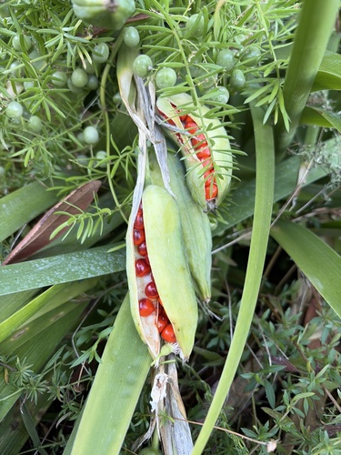 Stinking iris