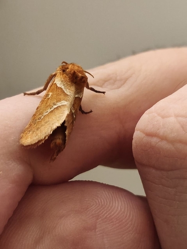 Orange Swift