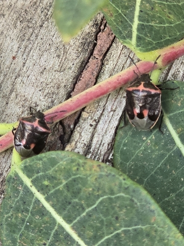 Twice-stabbed Stink Bug