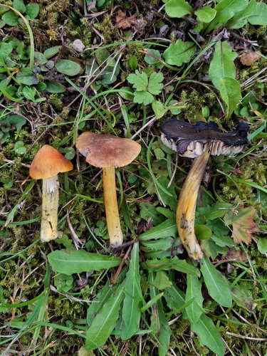 blackening wax-cap