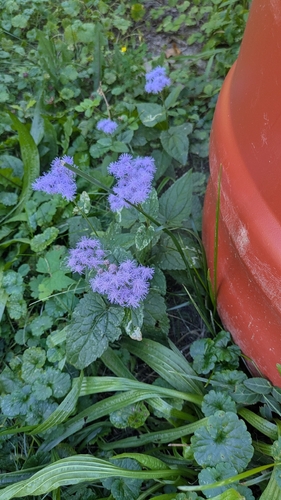 blue mistflower