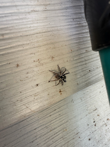 Twin-flagged Jumping Spider