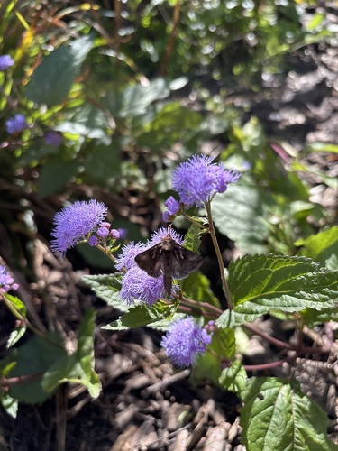 Ocola Skipper
