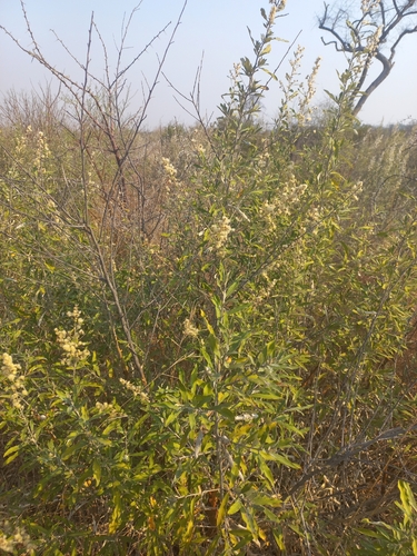Wild Camphorbush