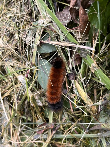 Isabella Tiger Moth