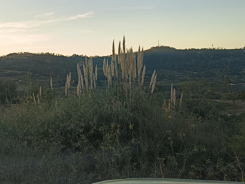 Pampas Grass