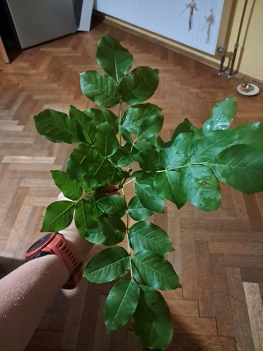 Manna ash