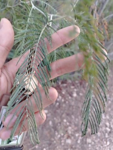Silver wattle