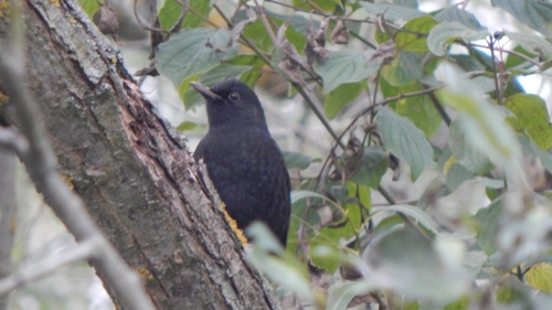 Eurasian Blackbird