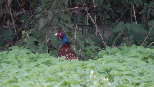 Ring-necked Pheasant