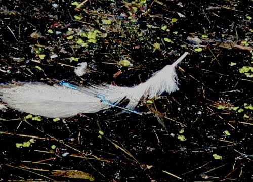Azure Bluet