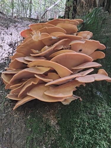 Giant Polypore