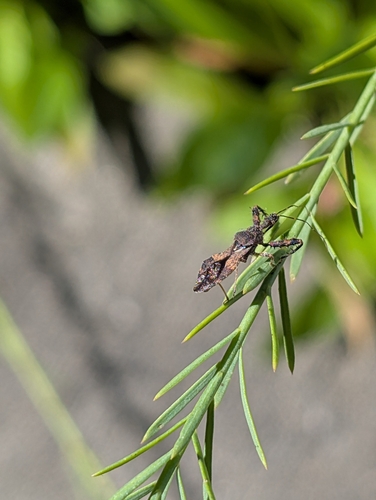 Spiny Assassin Bug