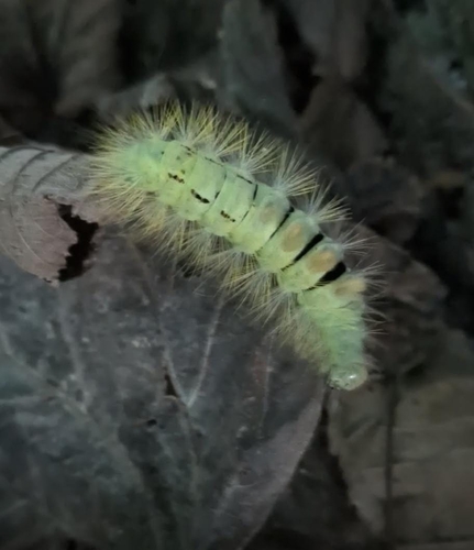 Pale Tussock Moth