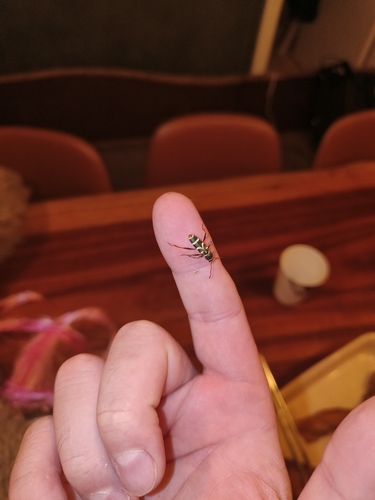 Wasp Beetle