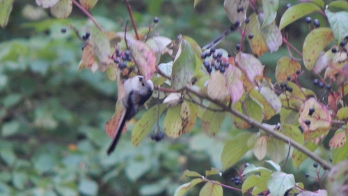Long-tailed Tit