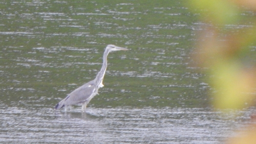 Grey Heron