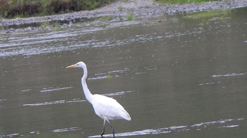 Great Egret