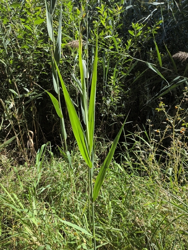 common reed